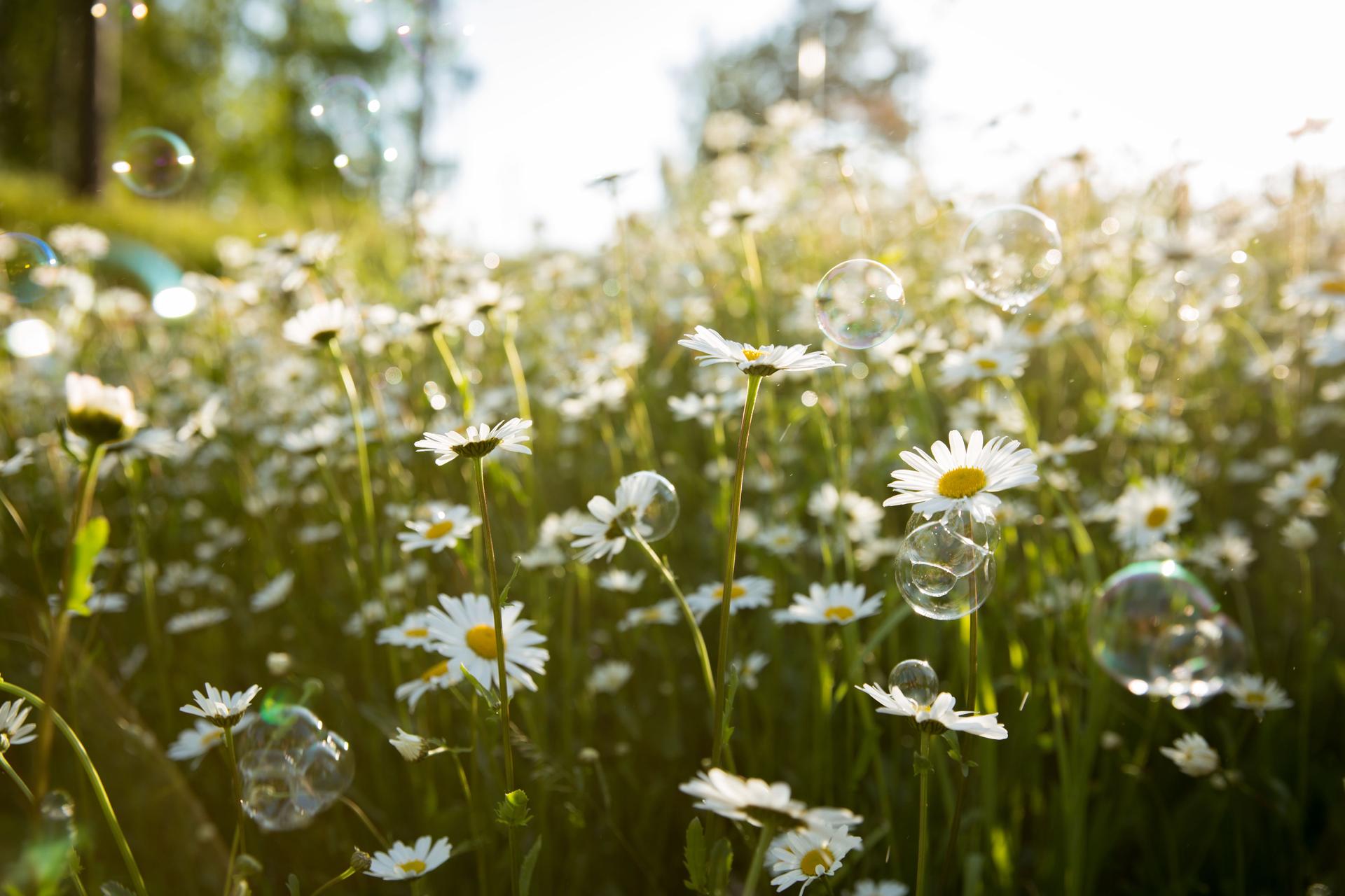Background of field of daisy flowers in bloom. Sunny summer day, rays of light.